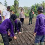 Dorong Ketahanan Pangan Nasional, Kapolsek Balongbendo Dan Forkopimka Prioritaskan Penanaman Bawang Merah